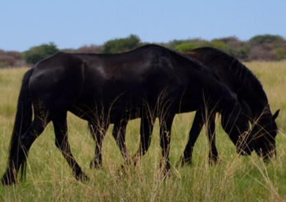 General Livestock